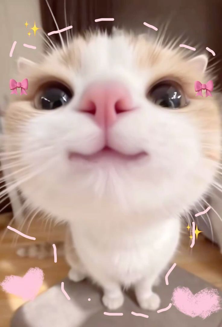 cute cat 2